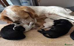 Cocker Spaniel dogs for sale: Working Cocker Spaniel Puppies  - Image 28