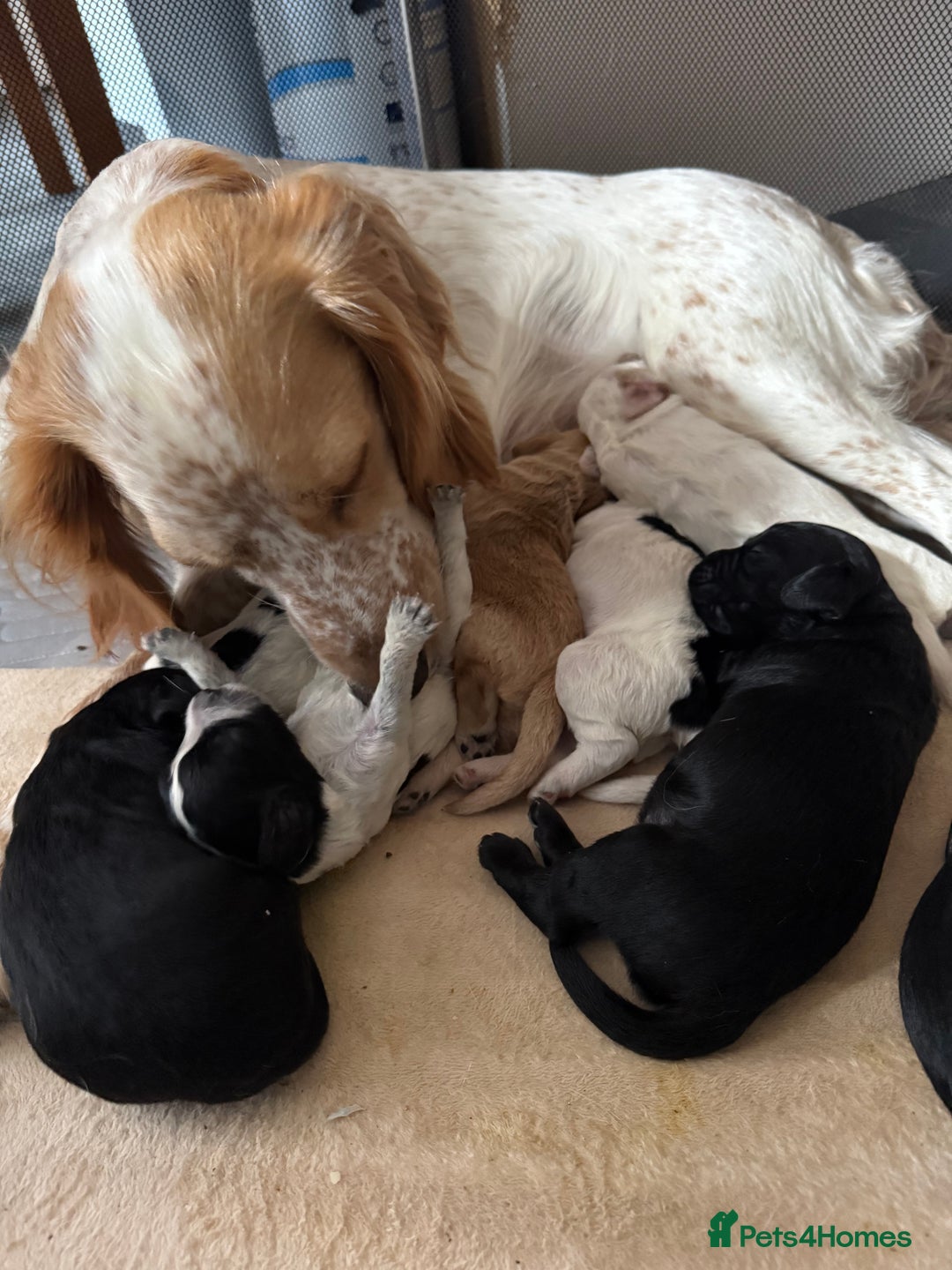 Cocker Spaniel dogs for sale: Working Cocker Spaniel Puppies  - Image 28