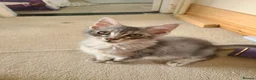 Maine Coon cats for sale: 2 maine coon boys - Advert 7