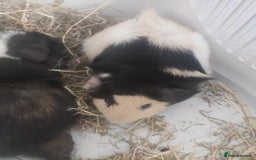 Guinea Pig rodents for sale: 2 Male Guinea Pigs - Have to go together  - Image 3