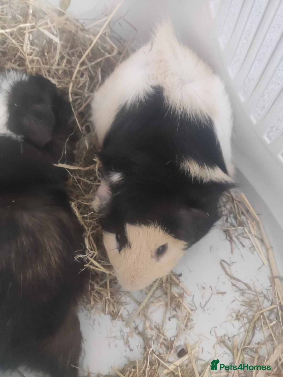 Guinea Pig rodents for sale: 2 Male Guinea Pigs - Have to go together  - Image 3