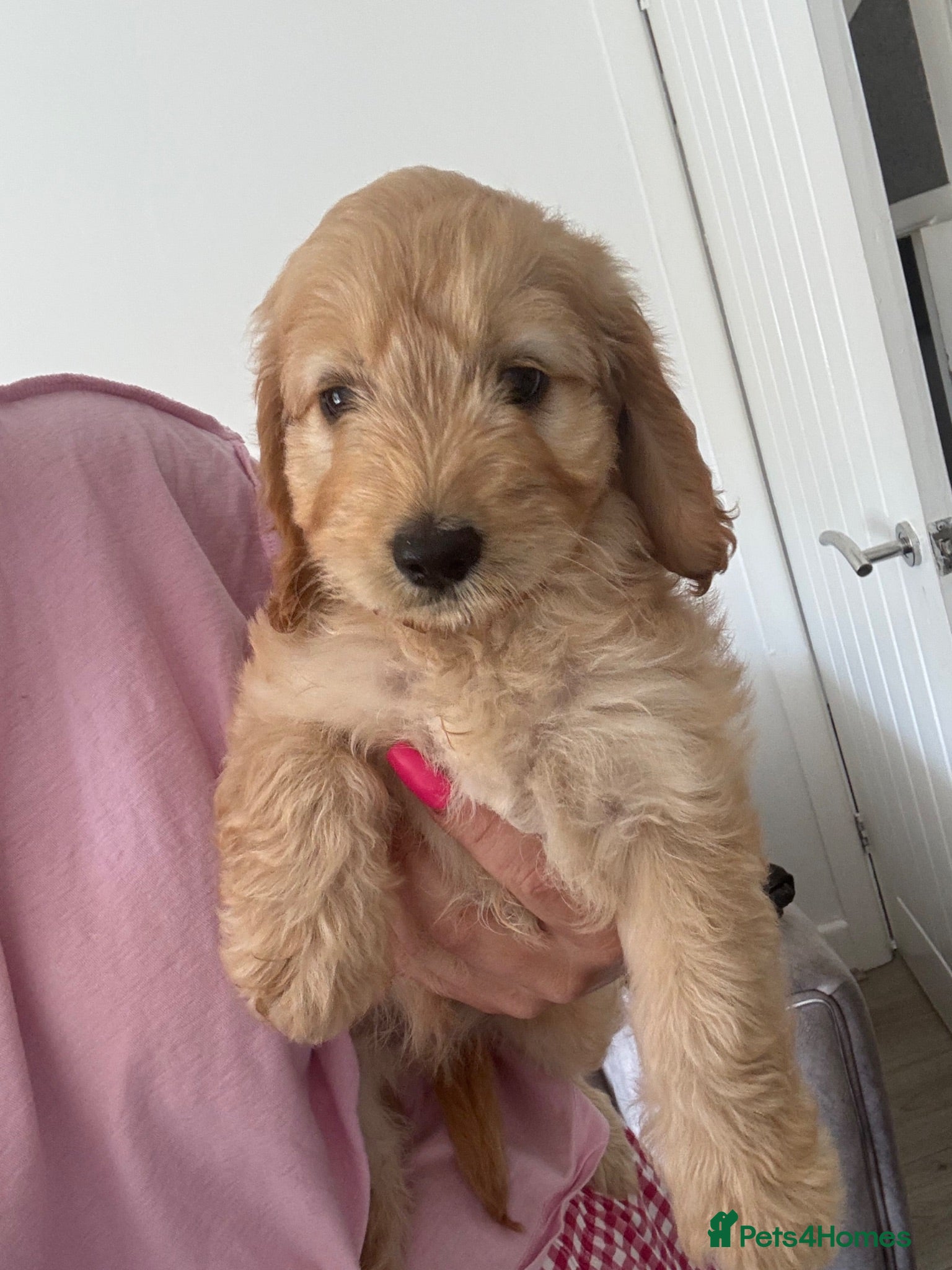 Cockapoo dogs Cockerpoo - Advert 1
