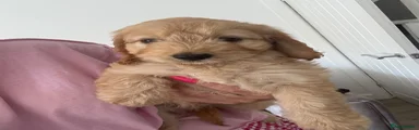 Cockapoo Puppy 3