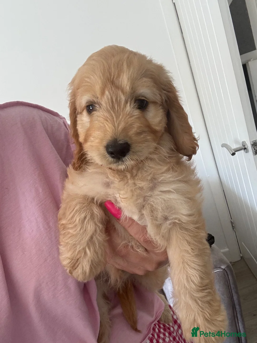 Cockapoo dogs for sale: Cockerpoo - Advert 1