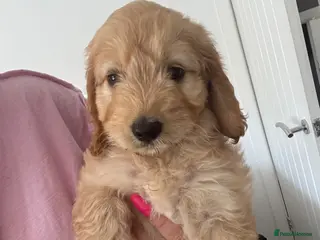 Cockapoo dogs Cockerpoo - Advert 1