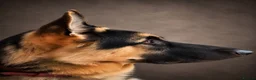 German Shepherd dogs for stud: Harvonock's King Koda @ stud - Advert 9