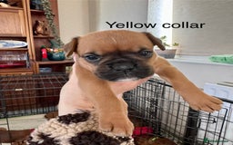 Boxer dogs for sale: 10 Boxer X Puppies - Ready 13th October - Image 11
