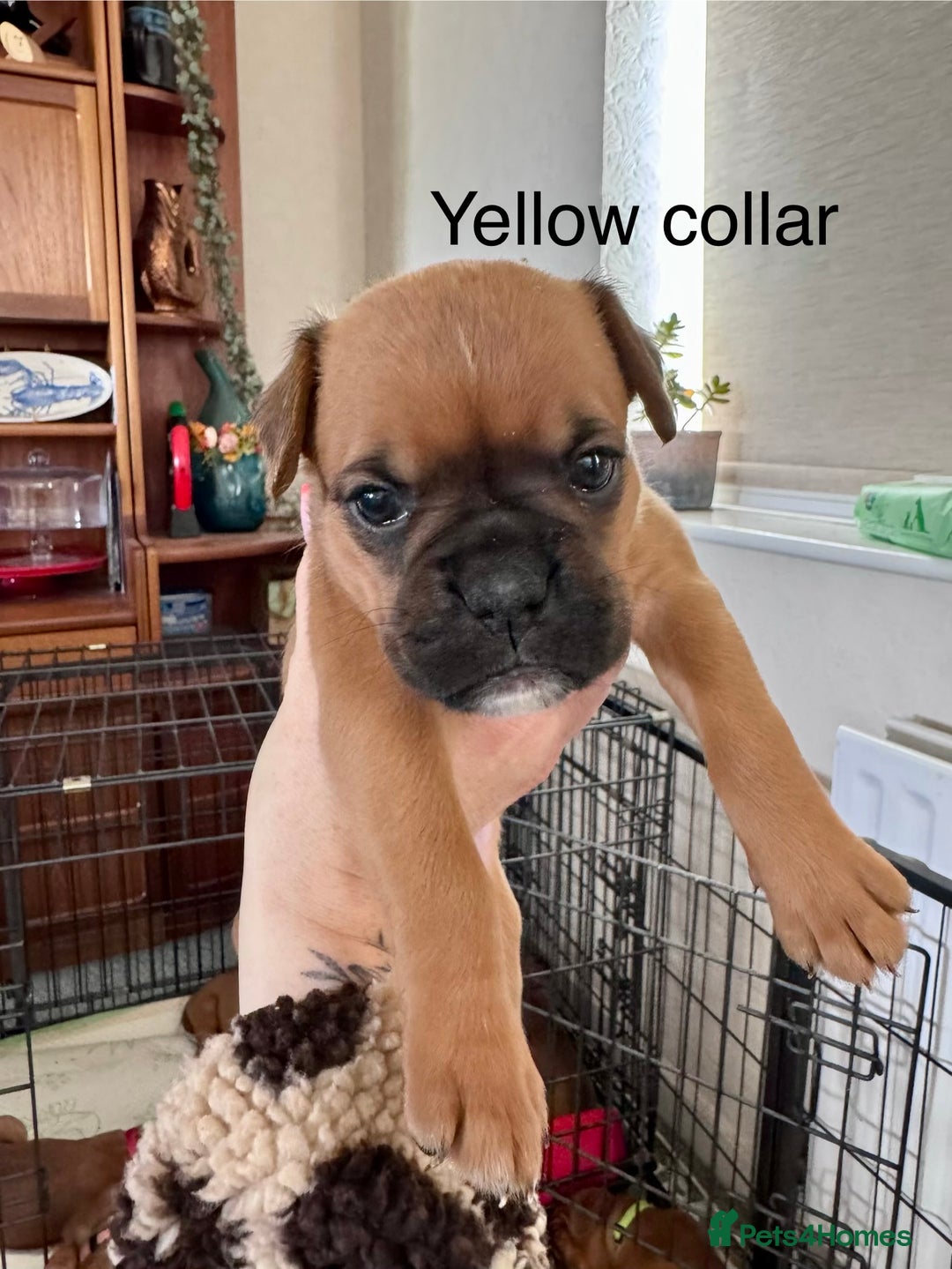 Boxer dogs for sale: 10 Boxer X Puppies - Ready 13th October - Image 11
