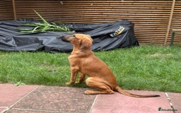 Mixed Breed dogs for adoption: Wren (Hound/Shepherd mix) - Image 9