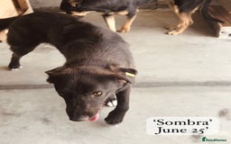 Mixed Breed dogs for adoption: Sombra, 1.5 yrs approx  Available for adoption  in Brixham - Image 10
