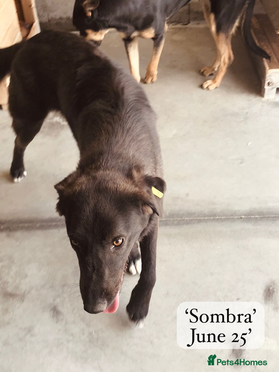 Mixed Breed dogs for adoption: Sombra, 1.5 yrs approx  Available for adoption  in Brixham - Image 10