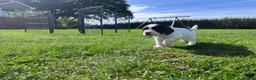 Sprocker dogs for sale: Sprocker Puppies - 4th generation.  - Advert 23
