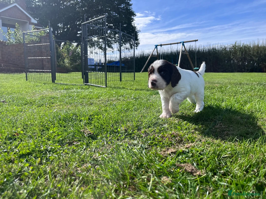 Sprocker dogs for sale: Sprocker Puppies - 4th generation.  - Advert 23