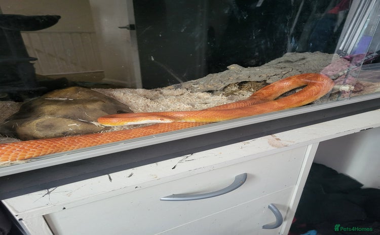 Corn Snake reptiles - Advert 1