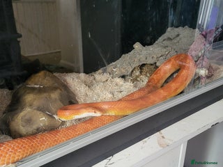 Corn Snake reptiles - Advert 11