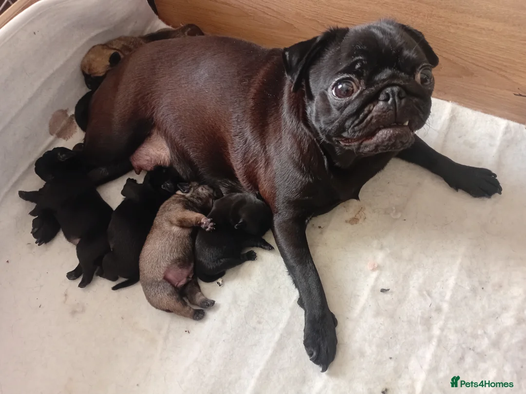 Pug dogs for sale: 5 little black pugs  - Advert 1