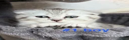 Scottish Fold cats for sale: Beautiful Scottish Fold/Straight Kittens  - Advert 3