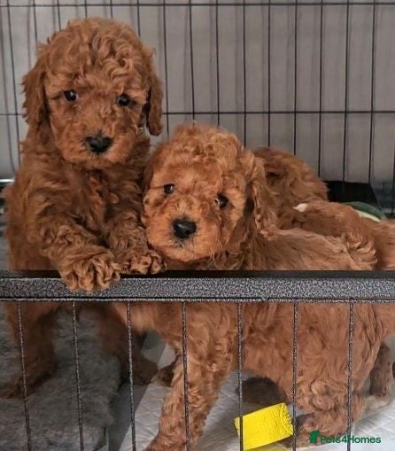 Maltipoo dogs F1B maltipoo puppys - Advert 1