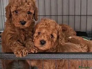 Maltipoo dogs F1B maltipoo puppys - Advert 6
