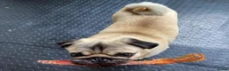 Pug dogs for stud: Fawn pug  - Advert 3