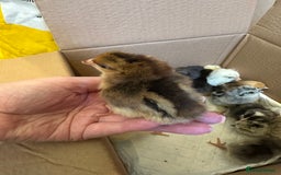 Chickens poultry for sale: Chicks silkie polish pekin hybrids pure breeds  - Image 4