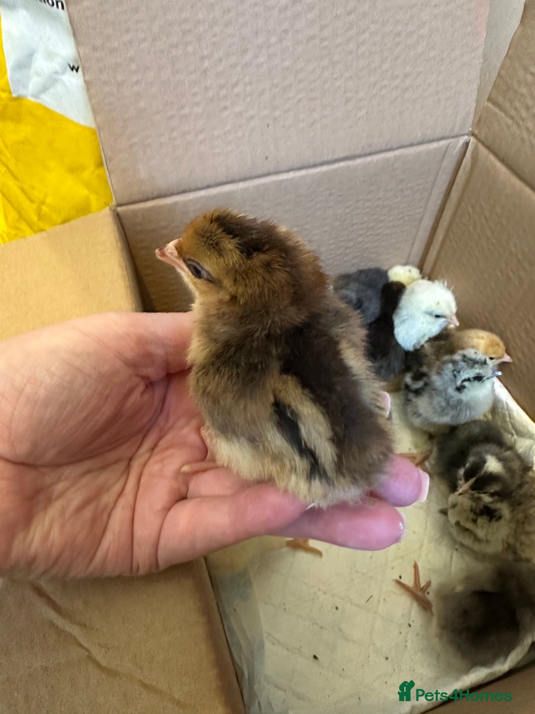 Chickens poultry for sale: Chicks silkie polish pekin hybrids pure breeds  - Image 4
