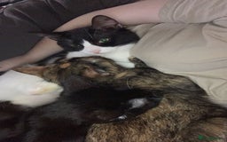 Mixed Breed cats for sale: Queen Delilah - Tortie female  - Image 10