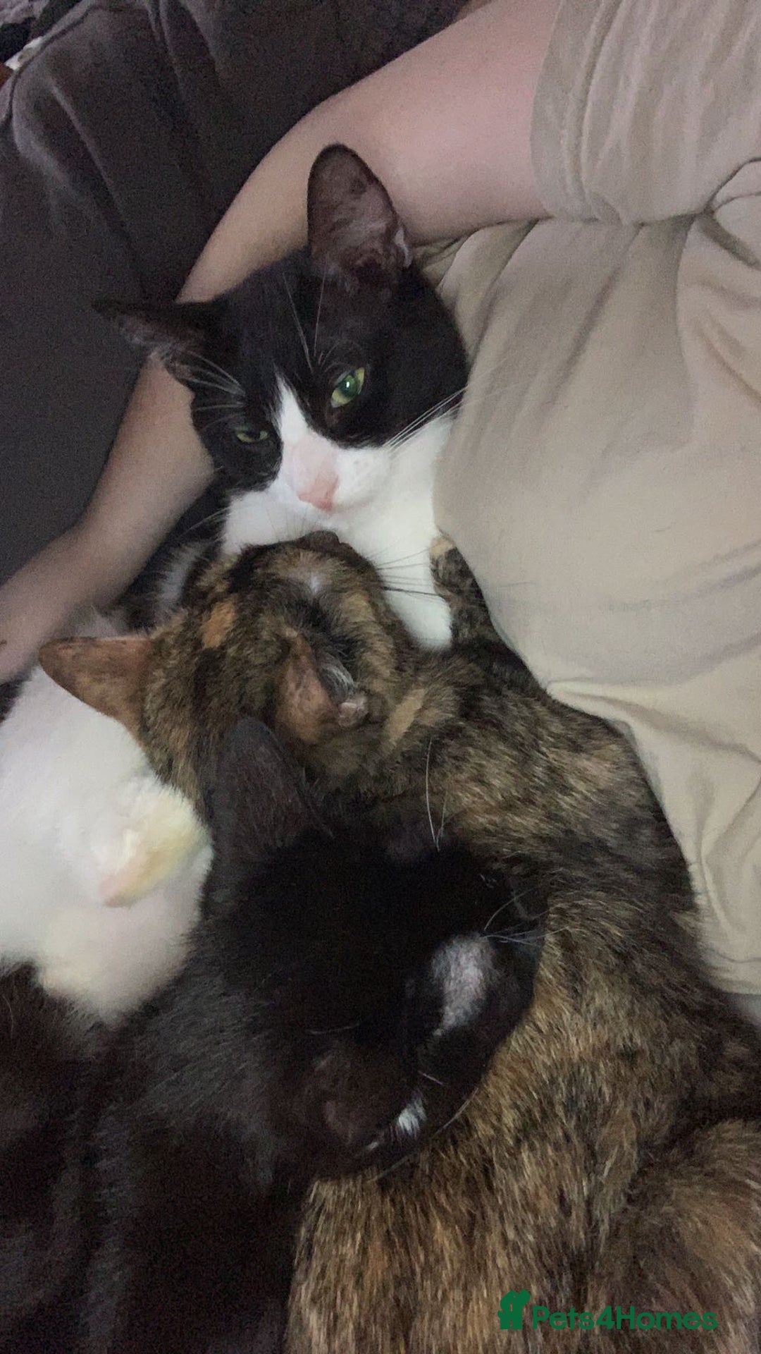 Mixed Breed cats for sale: Queen Delilah - Tortie female  - Image 10