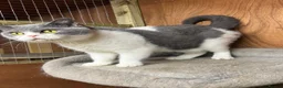 British Shorthair cats for sale: Beautiful bi coloured British shorthair cat  - Advert 5