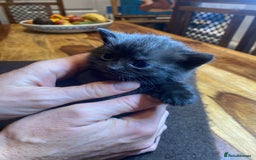 Mixed Breed cats for sale: Beautiful Sweet Kittens - Advert 5