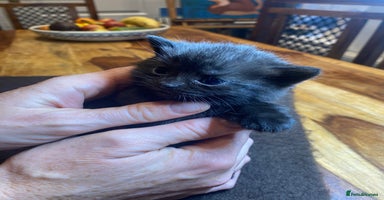 Mixed Breed cats Beautiful Sweet Kittens - Advert 8