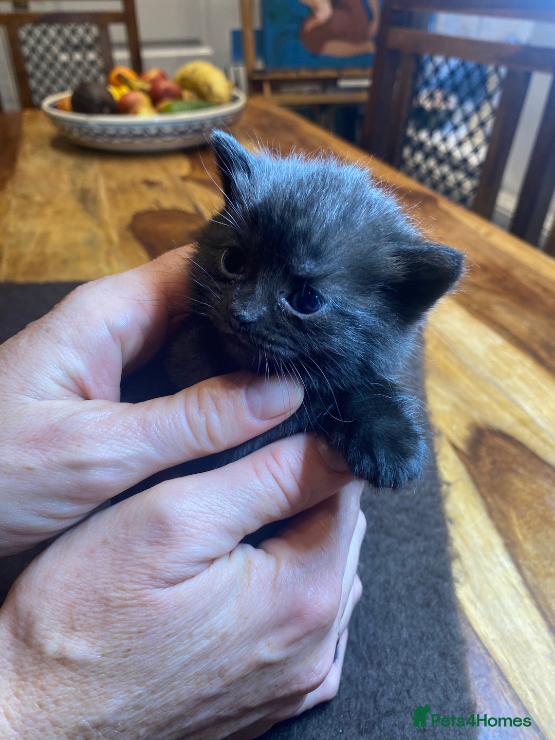 Mixed Breed cats for sale: Beautiful Sweet Kittens - Advert 5