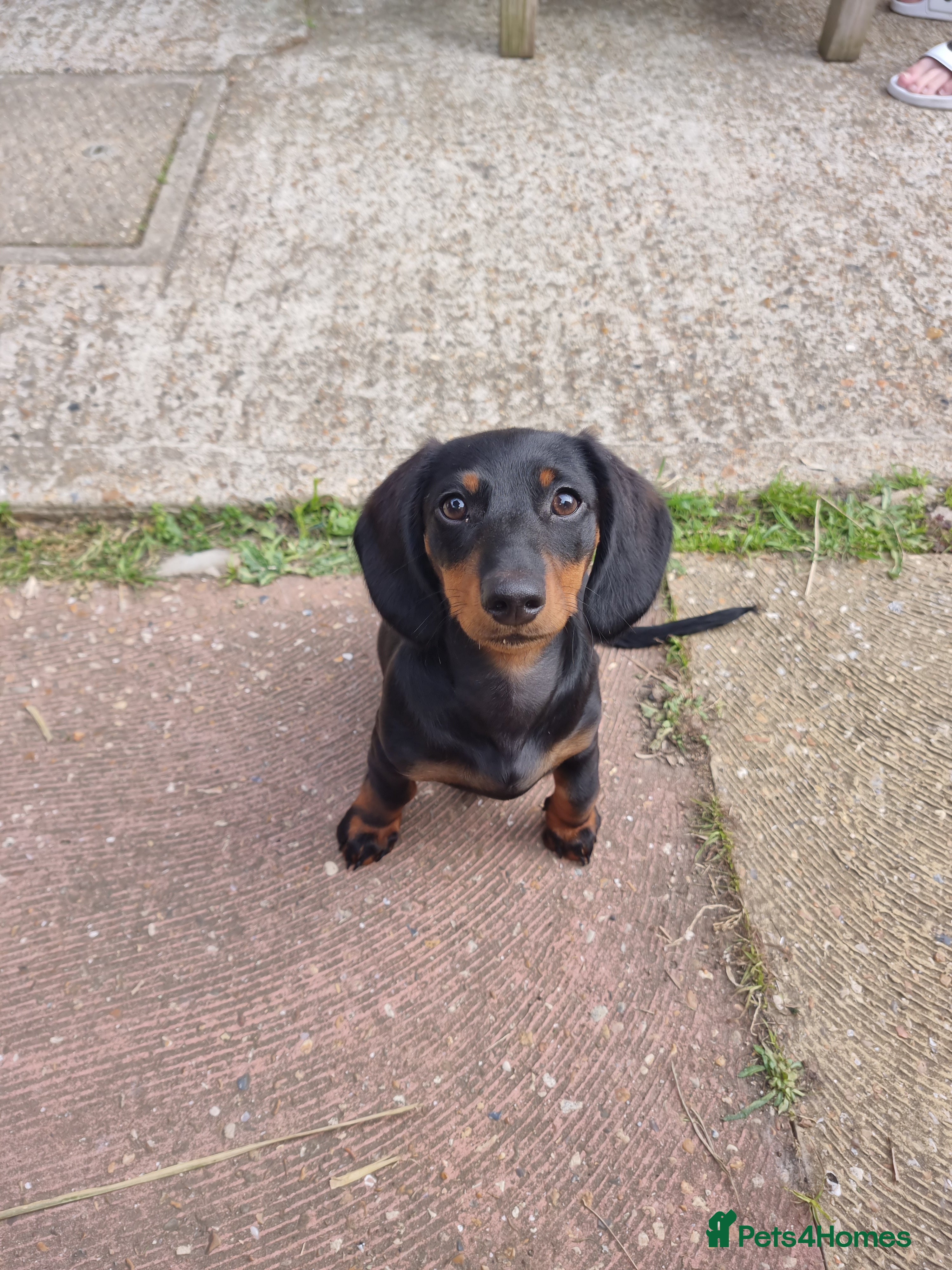 Miniature Dachshund dogs 9 months old miniature dachshund  - Advert 1