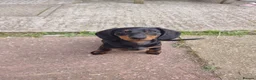 Miniature Dachshund dogs for sale: 9 months old miniature dachshund  - Advert 1
