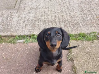 Miniature Dachshund dogs 9 months old miniature dachshund - Advert 1