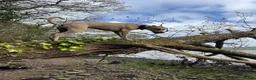 Lurcher dogs for stud: Light bull lurcher for stud (litter pick) - Advert 4