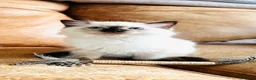 Ragdoll cats for sale: 🏆 champion bloodline pedigree pure ragdoll kitten - Advert 3