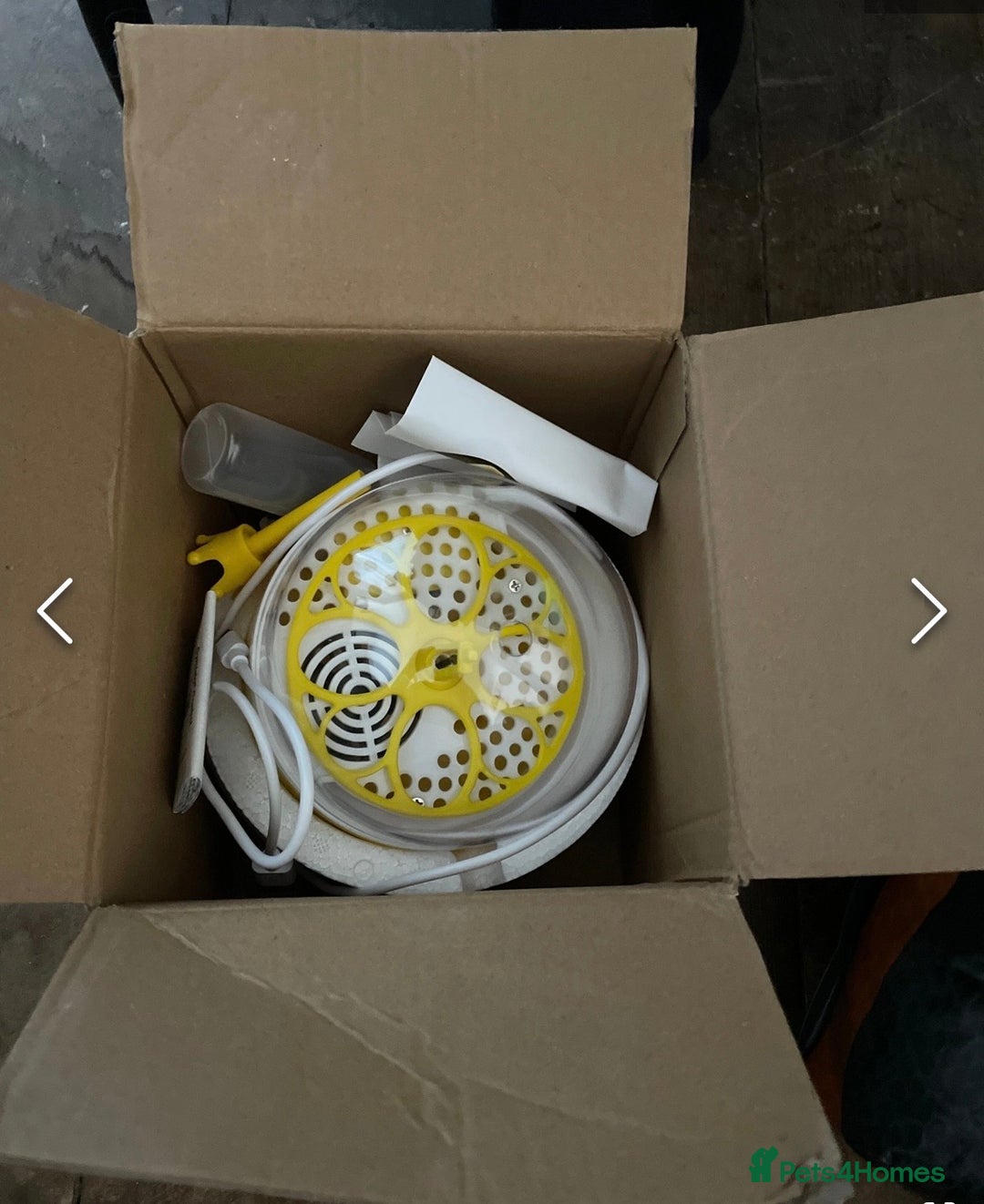 Gecko reptiles for sale: Breeding pair of African Fat Tailed Geckos  - Advert 15