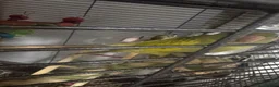 Ringnecks birds for sale: Pied Indian Ringneck  in Newcastle upon Tyne - Advert 3