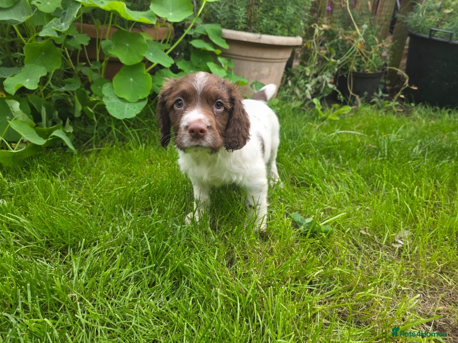 English Springer Spaniel dogs Kc reg ready now. English springer spaniel puppies - Advert 1