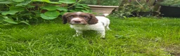 English Springer Spaniel dogs for sale: Kc reg ready now. English springer spaniel puppies - Advert 1