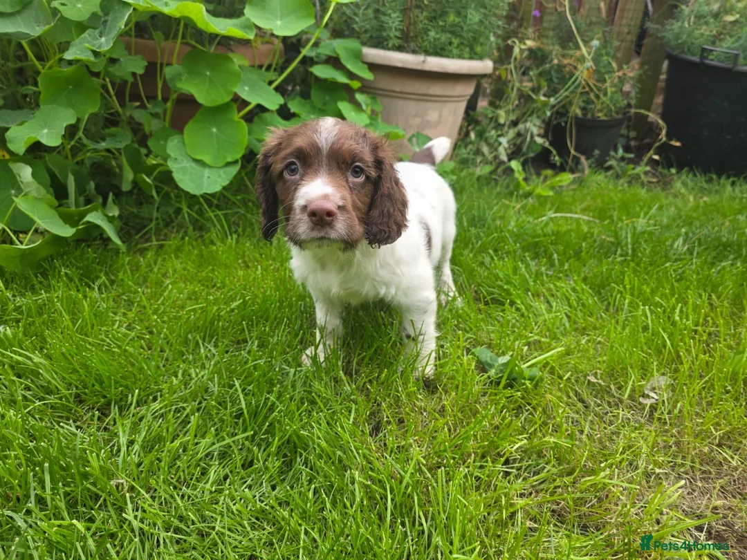 English Springer Spaniel dogs for sale: Kc reg ready now. English springer spaniel puppies - Advert 1