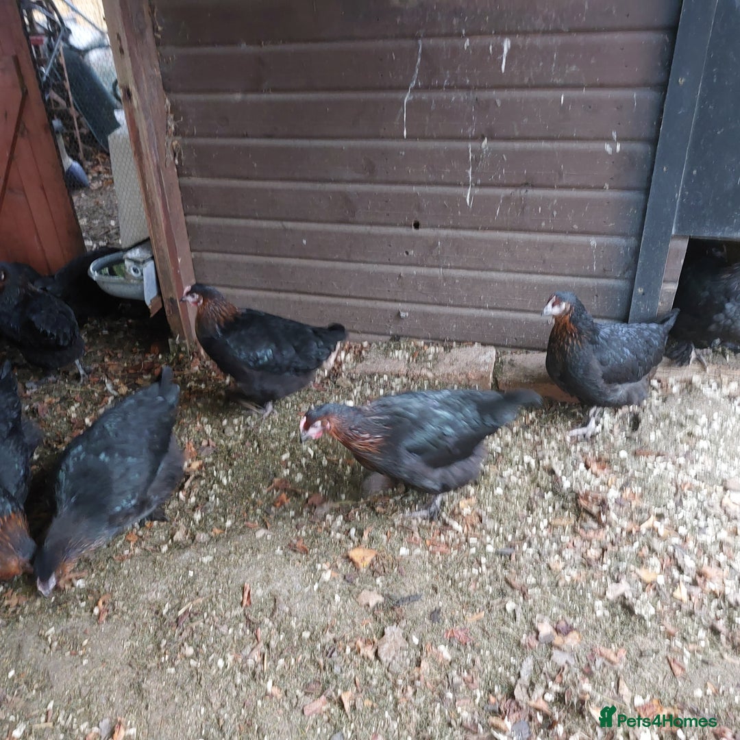 Hens poultry for sale: POL Hybrid French Black Copper Maran Hens  - Advert 9