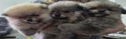 Pomeranian dogs for sale: Pomeranian puppies for sale 🐶🐾 - Advert 6