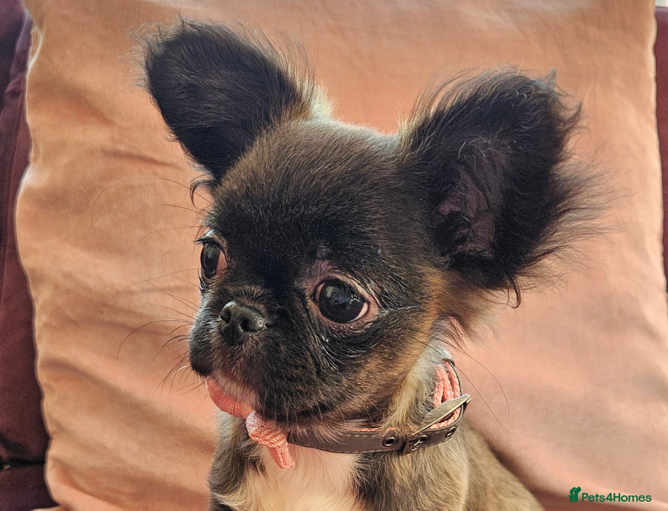 Chihuahua dogs Kennelclub licensed breeder, longhair chihuahua  - Advert 6