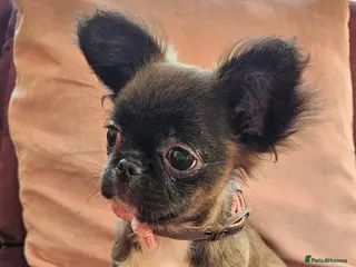 Chihuahua dogs Kennelclub licensed breeder, longhair chihuahua - Advert 6