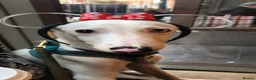 Mixed Breed dogs for sale: Sweet baby for rehoming  - Advert 1