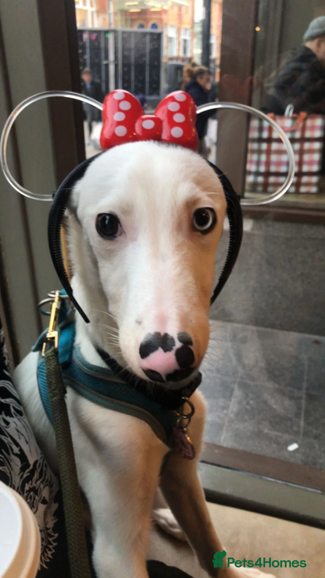 Mixed Breed dogs for sale: Sweet baby for rehoming  - Advert 1