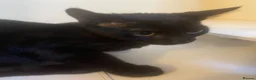 Bombay cats for sale: Shadow - Advert 8
