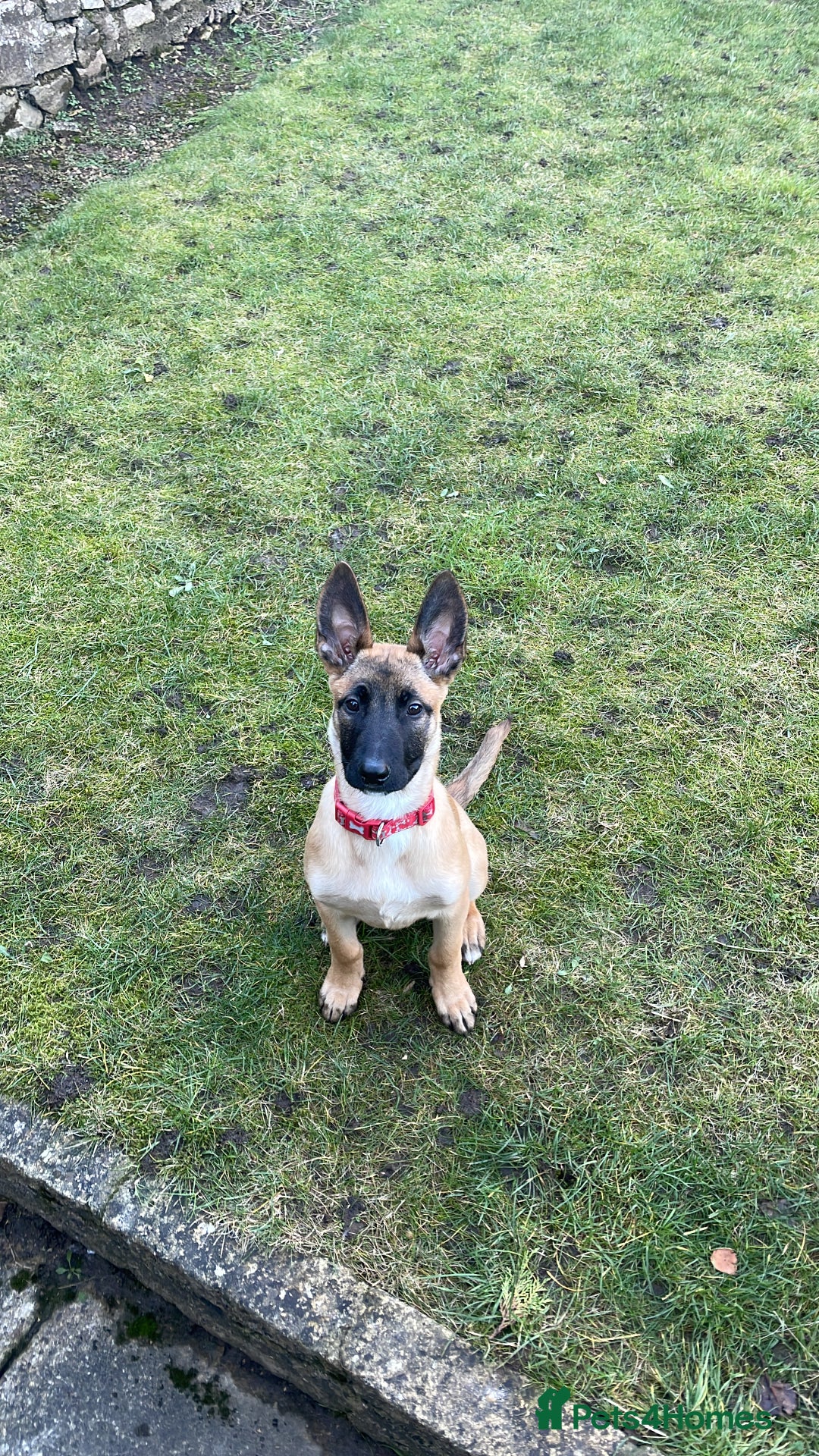 Belgian Shepherd Dog dogs for sale: Belgian shepherdpup for sale - Advert 1